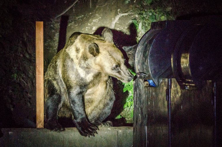 Három hetes „késlekedés” – nem lőtték még ki a Csíkpálfalva községben garázdálkodó medvét