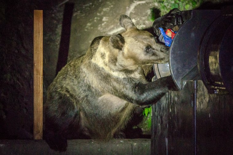 Hiábavaló a medvék áthelyezése, a problémás példányokat ki kell lőni a miniszter szerint