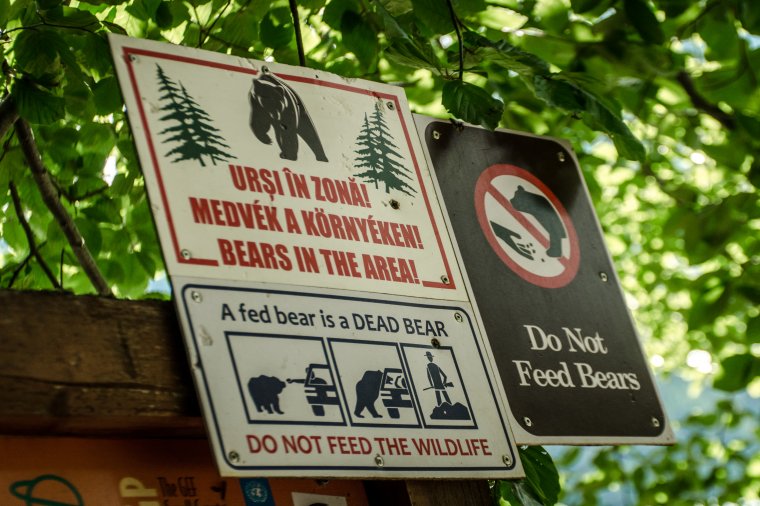 140 medve kilövését engedélyezte a környezetvédelmi miniszter