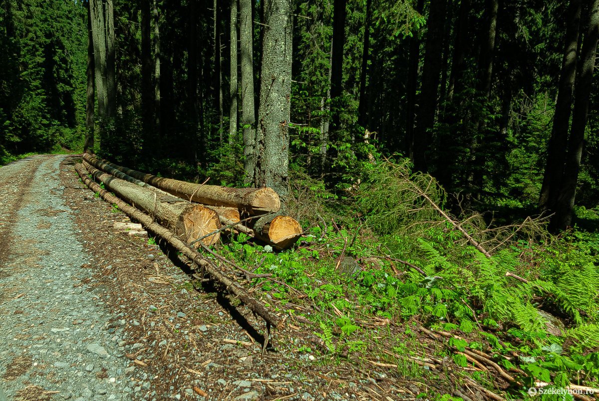 Átveszi a főügyészség az októberben meggyilkolt máramarosi erdész ügyét