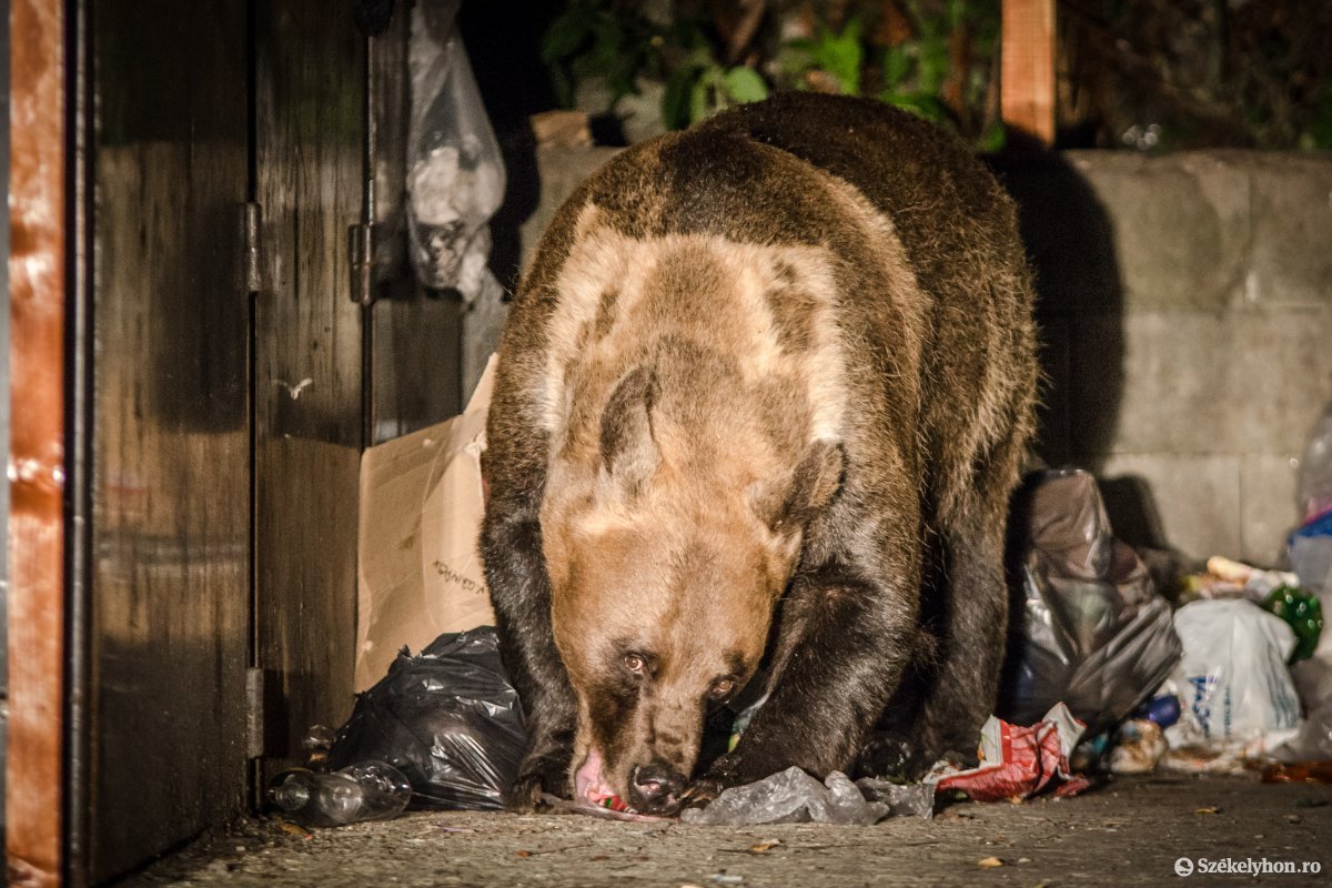 Amíg elérhető közelségben van az ételmaradék, addig a medvék jelenlétére is számítani kell