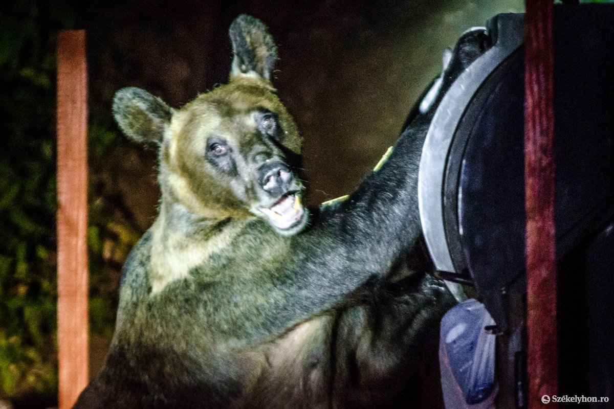 Újabb medvetámadás, ezúttal Brassó megyében marcangolt szét embert a ragadozó