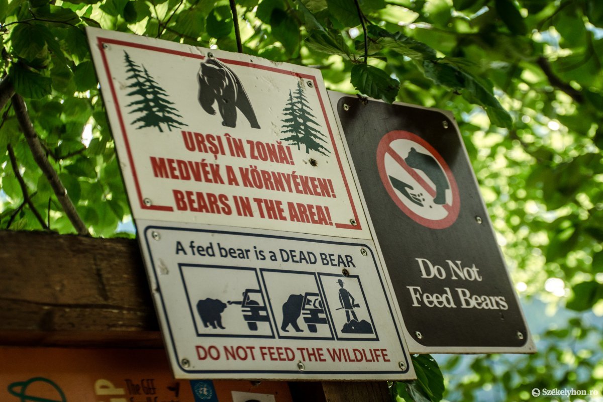 Több túraösvényt is lezárnak a medvék miatt Kovászna megyében