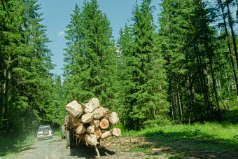 Exporttiltás helyett ellenőrzött erdőgazdálkodás: az érintettek nem értenek egyet a farönk és a fűrészáru kivitelének tiltásával