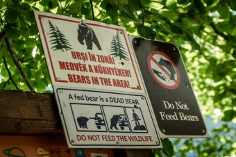 Több túraösvényt is lezárnak a medvék miatt Kovászna megyében