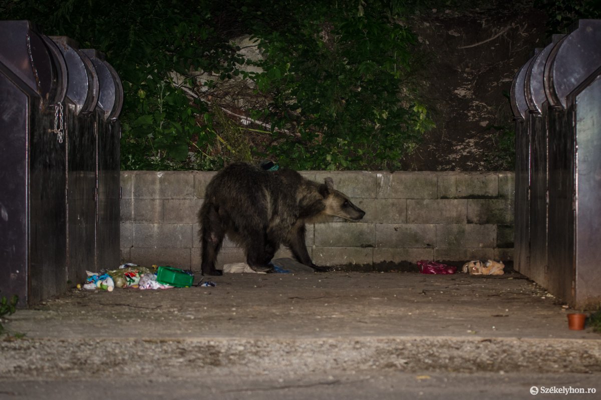 Többször riasztották a csendőröket Hargita megyében a lakott területen kószáló medvék miatt