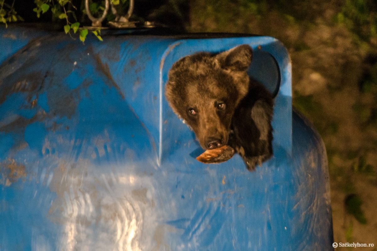 Áthelyezik egy másik területre a Tusnádfürdőre napi rendszerességgel bejáró medvét
