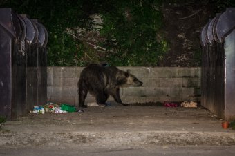 Többször riasztották a csendőröket Hargita megyében a lakott területen kószáló medvék miatt