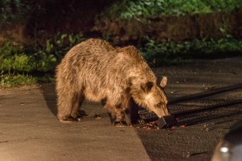Medve tartja rettegésben a háromszéki Mikóújfalu lakóit