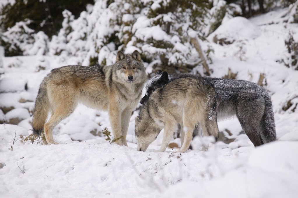 Az emberre nem, a szabadon hagyott háziállatokra viszont veszélyesek a farkasok