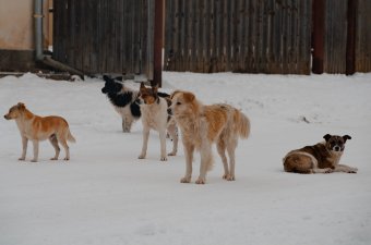 Kóbor kutya mart halálra egy gyereket Romániában