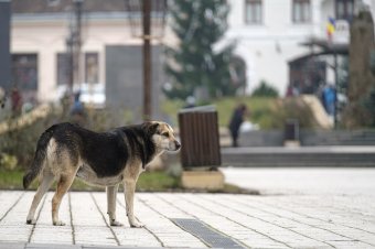 Bukaresti kerületi polgármester: elhibázott az állatvédelem politikája