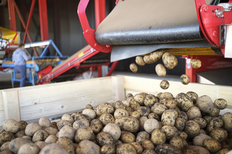 Mezőgazdasági miniszter: Románia évi 64 millió euró értékben importál burgonyát