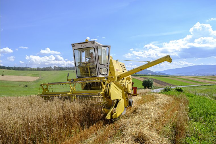 Nem fenyegeti élelmiszerhiány Romániát a mezőgazdasági államtitkár szerint