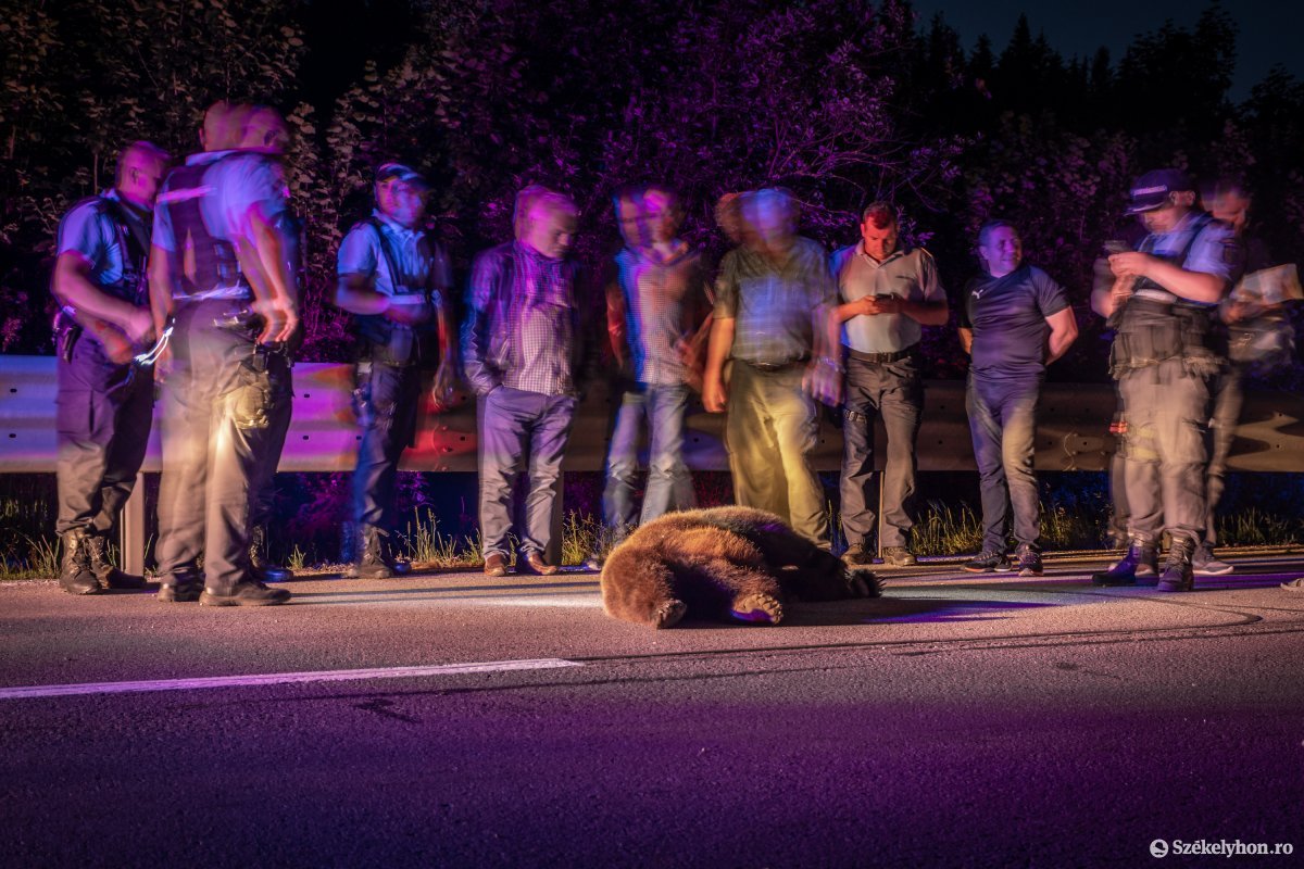Medvét gázolt el egy autó Csíkszentdomokoson, elpusztult a vadállat