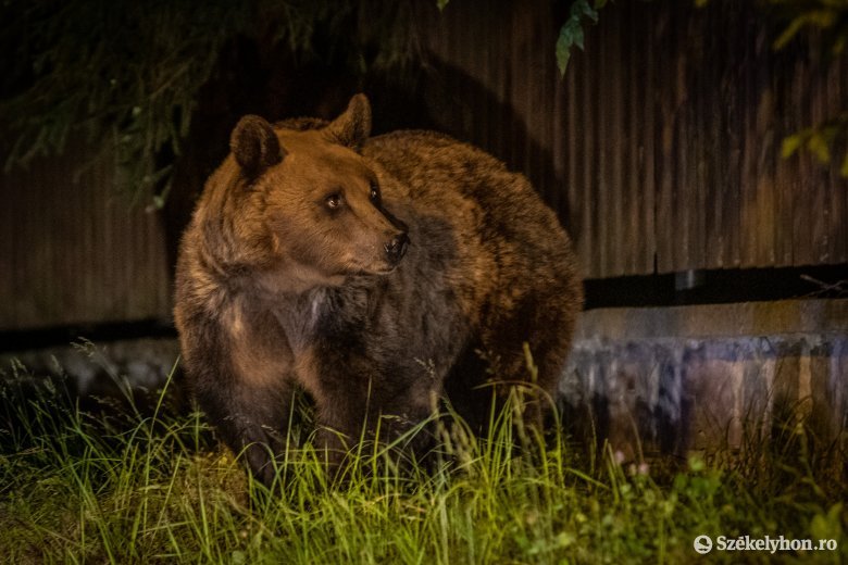 Boltba és panzióba is betörtek a medvék az éjszaka Tusnádfürdőn