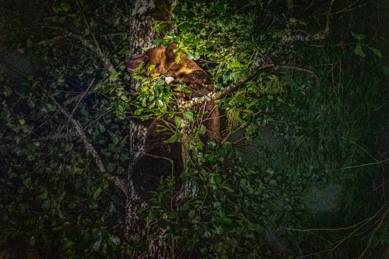 Medvét láttak Csíksomlyón – jelezte a vészhelyzeti üzenet
