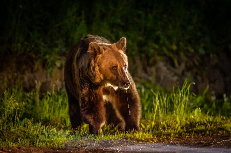 Tizenhat medvét szállítottak már el Tusnádfürdőről