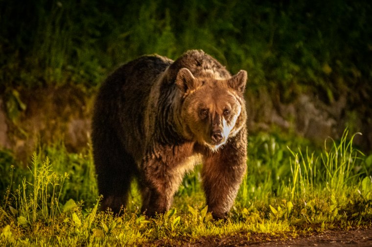 Napirendre tűzte a medvekérdésben benyújtott petíciót a brüsszeli Petíciós Bizottság