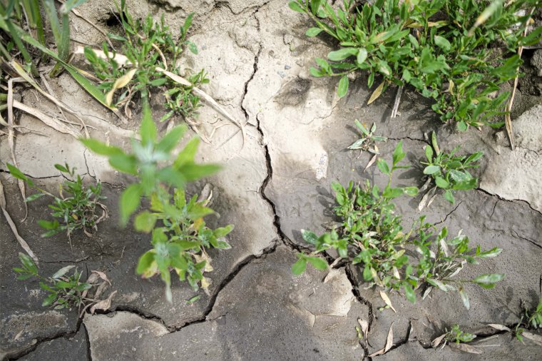 Mezőgazdasági miniszter: a talajszárazság már az egész ország területére kiterjedt