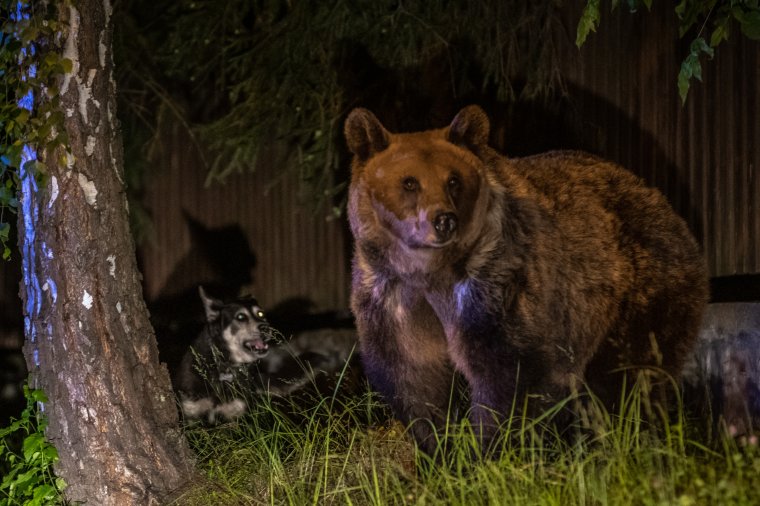 A medvepopuláció tudományos felmérését követelik a vadászegyesületek az Arthur-ügy után