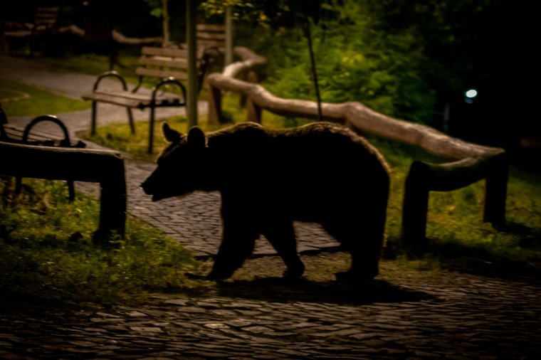 Jelentősen csökkent a medvék miatti segélyhívások száma Hargita megyében