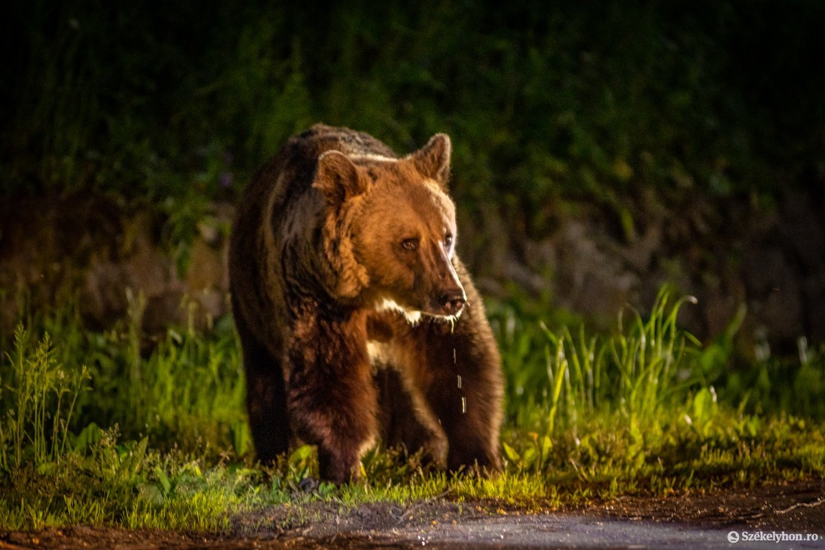 Kovásznai gondok: a medvék nem félnek az embertől, a turisták nem félnek a medvéktől