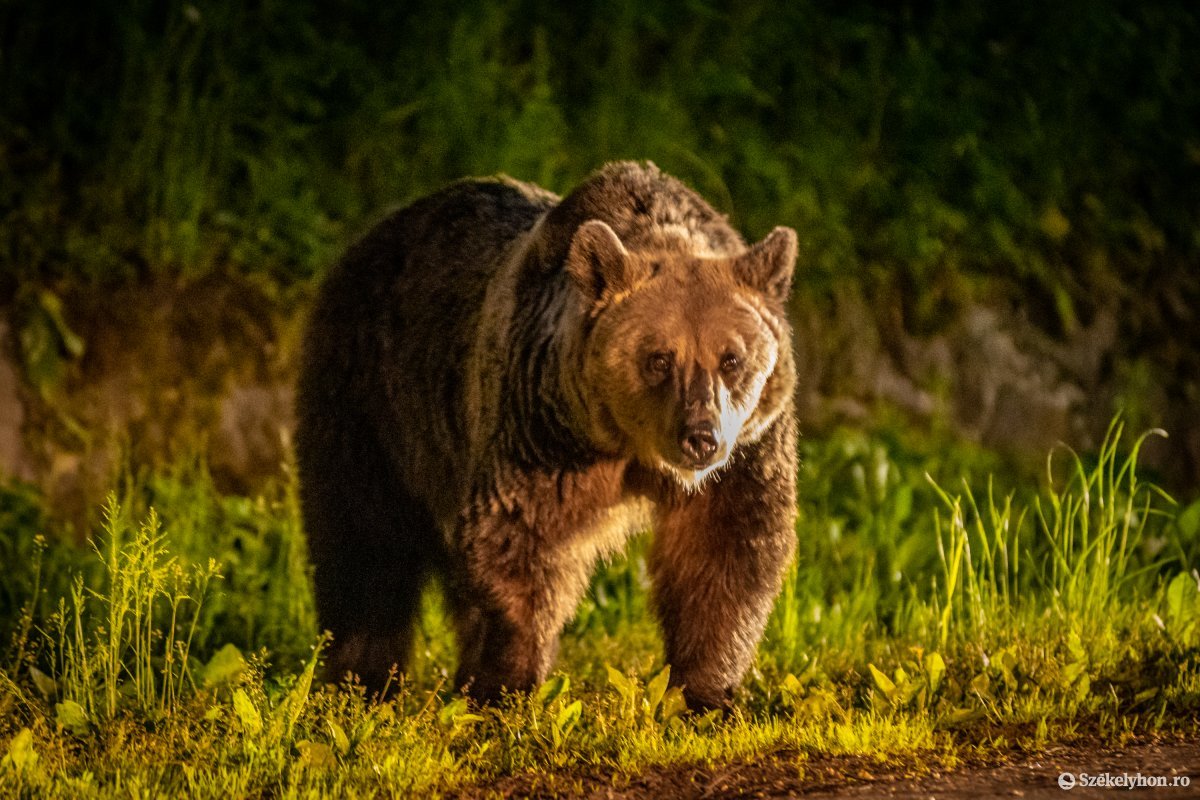 Pásztorra támadt egy medve Csicsó és Madéfalva közelében
