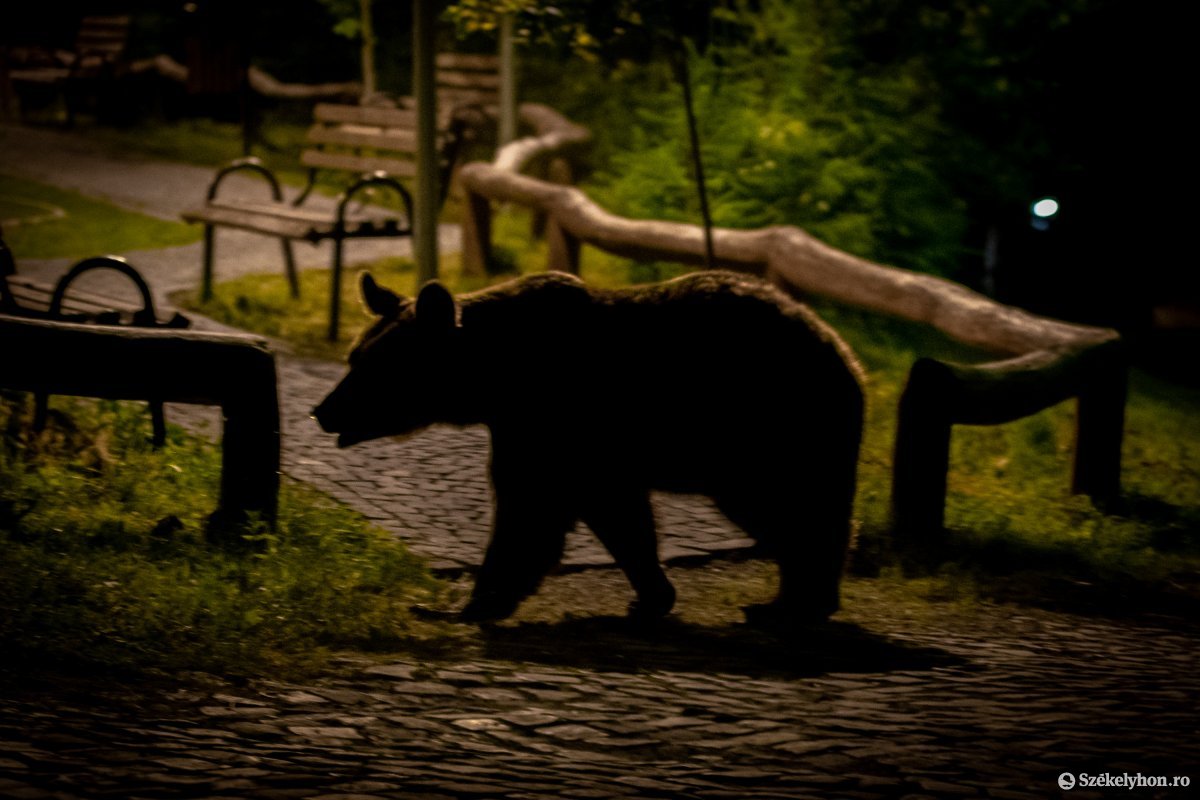 Ezúttal a csíkszeredai Patak utcában bukkant fel egy medve