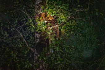 Medvét láttak Csíksomlyón – jelezte a vészhelyzeti üzenet