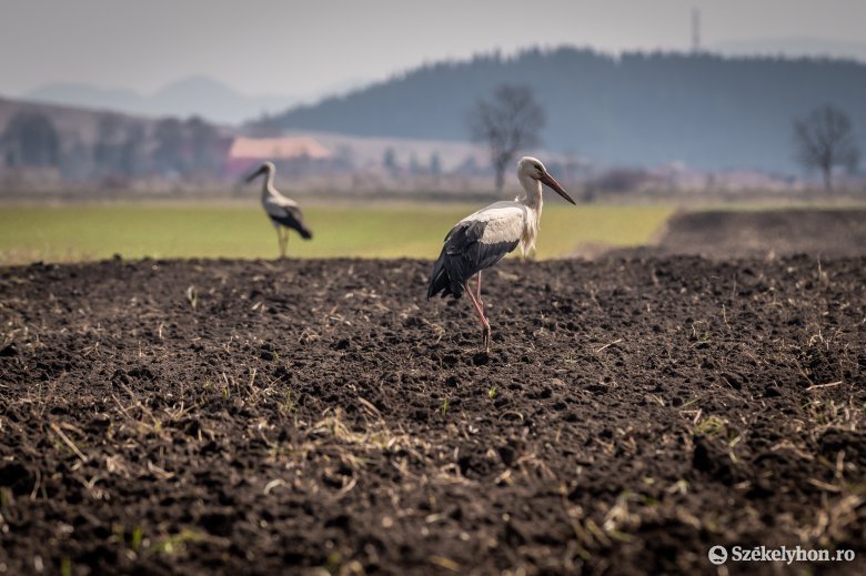 Európában szárazságtól tartanak, közben Háromszéken az eső keseríti a gazdák mindennapjait