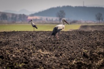 Európában szárazságtól tartanak, közben Háromszéken az eső keseríti a gazdák mindennapjait