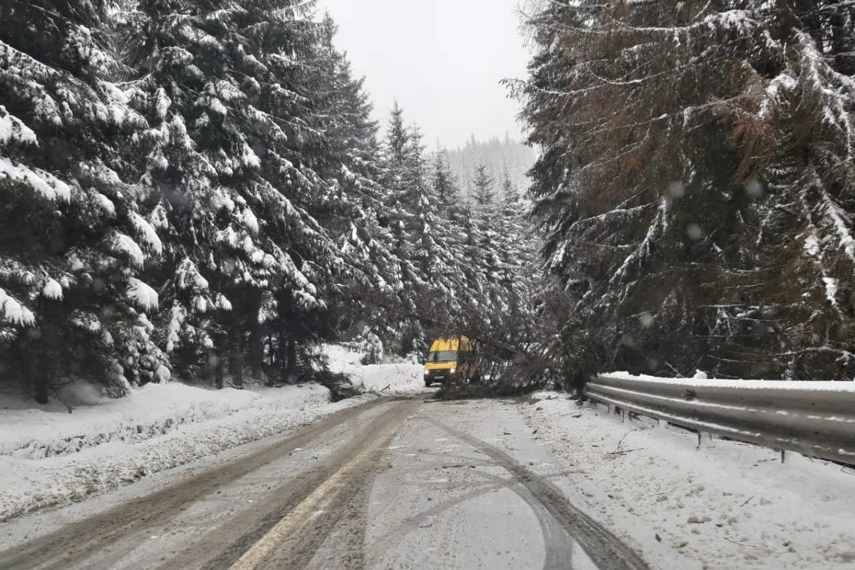 Kidőlt fák miatt rekedt a Radnai-havasokban két turista