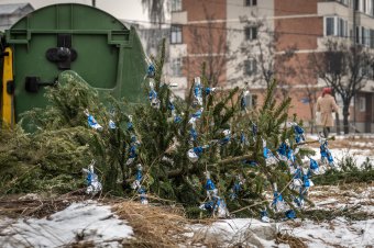 Hétvégétől gyűjtik a karácsonyfákat Marosvásárhelyen