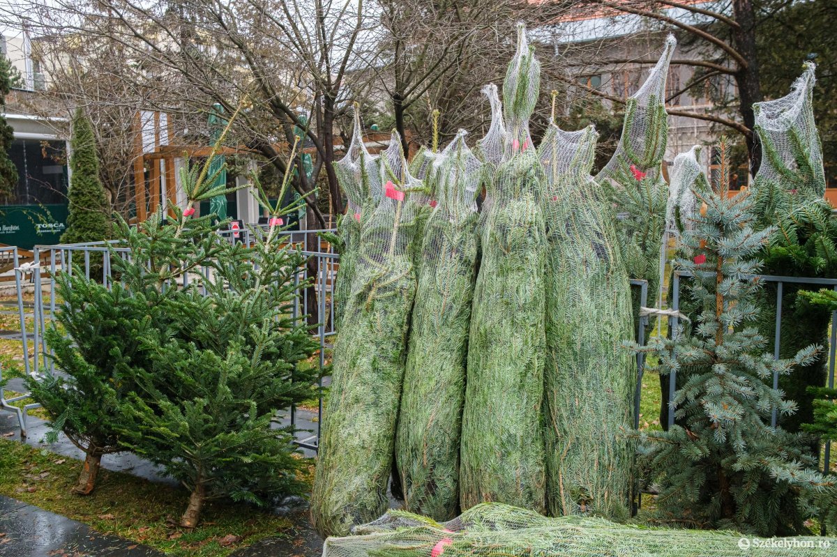 Karácsonyfa-vásárlás: népszerűek a Dániából származó Nordmann típusú fenyők Székelyföldön