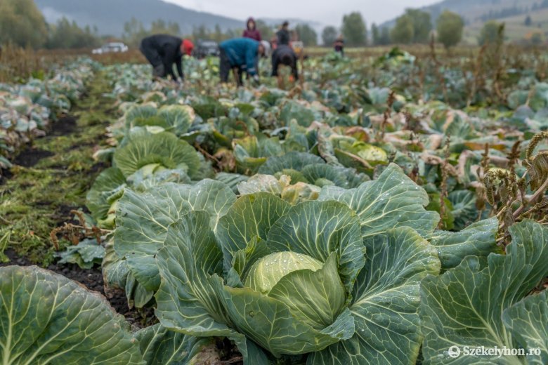 Piachoz segítik a székely gazdákat – Negyvenötezer termelő boldogulását egyengetné a Székely Gazdaszervezetek Egyesülete