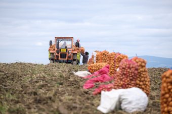 Hektáronként 200 eurós támogatást kaphatnak a krumplitermesztők a román kormány határozata szerint