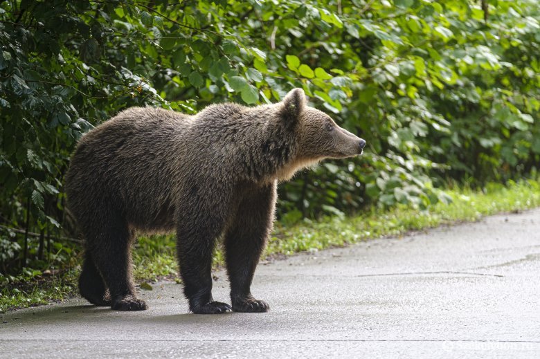 Meglepőnek tűnhet, de csökkent a tavalyhoz képest a medvéket bejelentő telefonhívások száma Hargita megyében