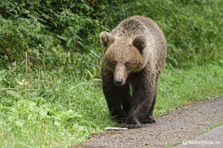 A Csíki Panoráma környékén jár a medve – figyelmeztet a Ro-Alert