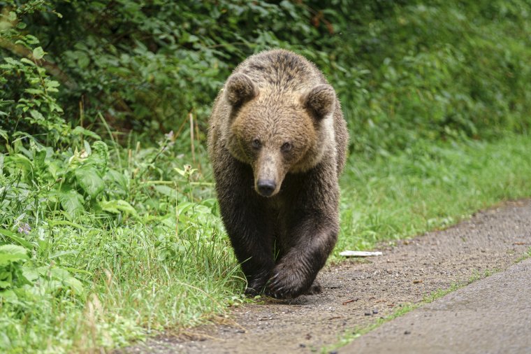 Akár a tavasz hírnökei is lehetnének a medvék Székelyföldön: ezúttal Borzonton járt egy nagyvad