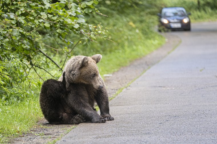 A medvepopulációról és a törvénytelen fakitermelésekről tájékozódik az EP petíciós bizottsága