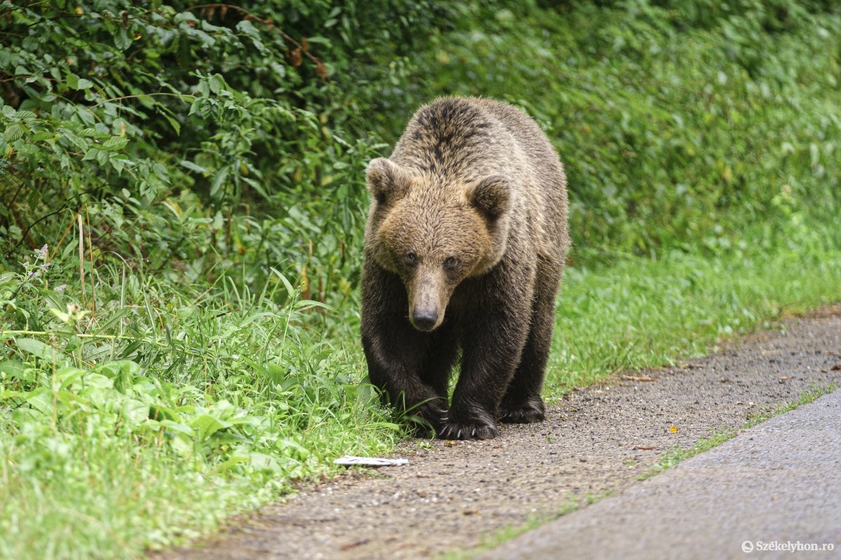 Medve jár a csíksomlyói sípályánál – figyelmeztet a Ro-Alert