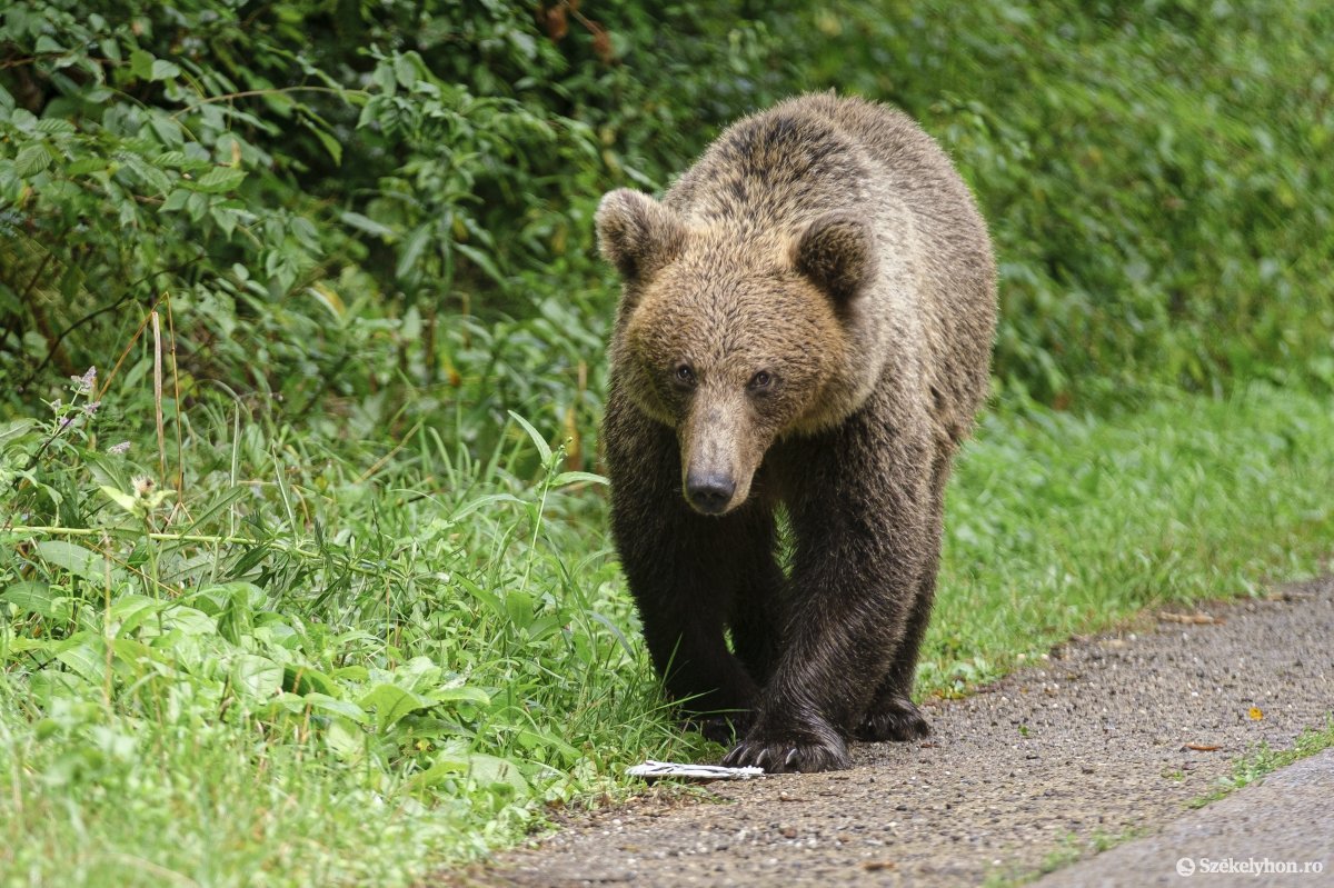 A Csíki Panoráma környékén jár a medve – figyelmeztet a Ro-Alert
