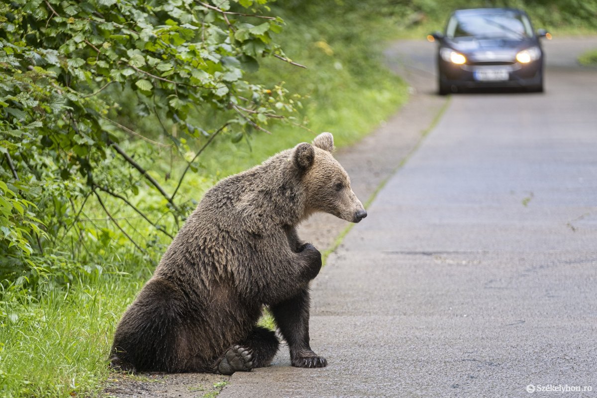 Hargita megye: az év első hét hónapjában 210 esetben riasztották medvék miatt a csendőröket