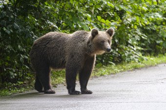Makfalván okozott riadalmat egy medve