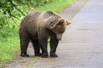 „Hit és elszántság” – Borboly a székelyek őseit is megidézte a csíkszentgyörgyi medvetámadás kapcsán