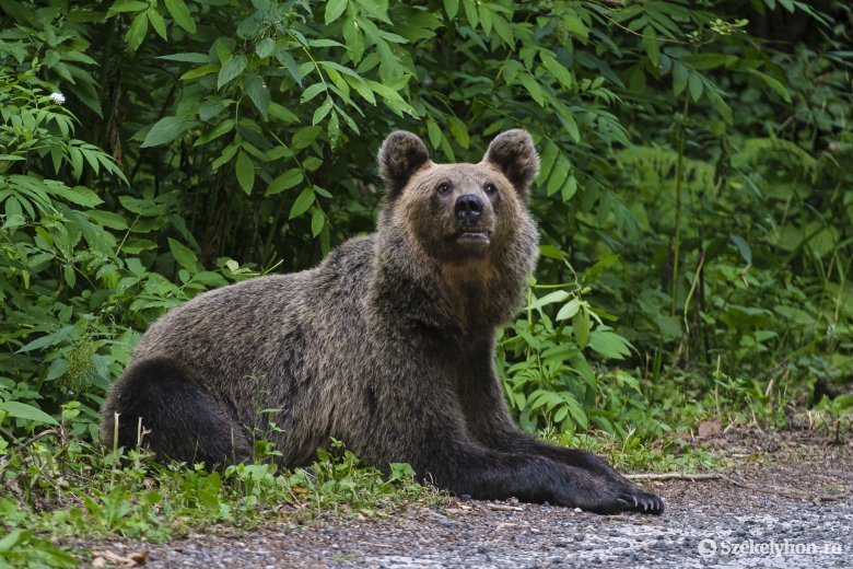 Az első medveszámlálás: genetikai mintavétellel mérték fel a Fogarasi-havasok keleti részén élő nagyvadpopulációt