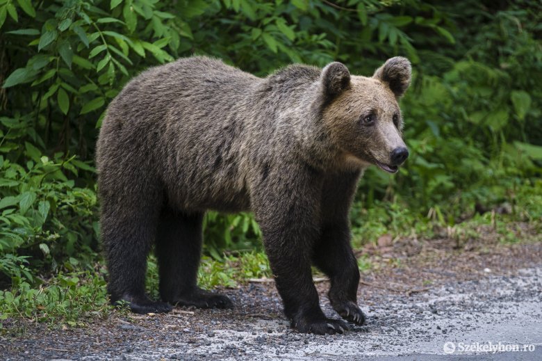 Medve támadt egy férfira Szováta közelében