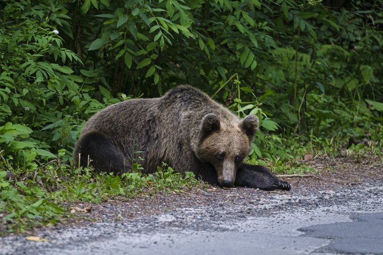 Medvét láttak a Brassói út végében