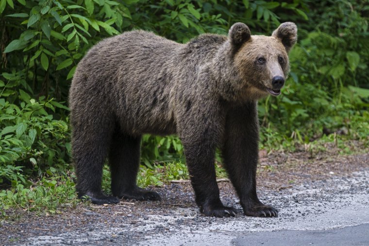 Csíkszeredai udvarokban pusztított egy medve